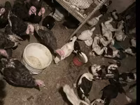 Turkeys — снимка 1