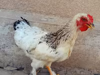Brahma — Foto 8
