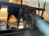 گاو نر, Simmental cattle — عکس 2