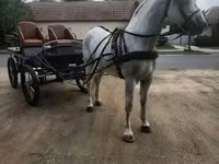 குதிரை, Lipizzaner — புகைப்படம் 4