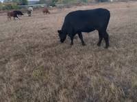 ላም, Aberdeen-Angus — ፎቶ 1