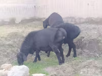 قوچ, Hissar sheep — عکس 3