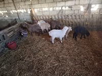 Sheep (batch, sex not specified), Sheep — photo 2