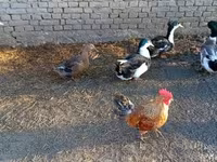 Ducks — รูปภาพ 2