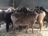 Ram, Hissar sheep — foto 7