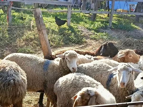 Pecora, Pecore