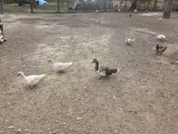 Ducks — 3-сурет