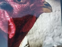 Japanisches Bantam — Foto 4