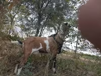 Kozel, Kozy — foto 2