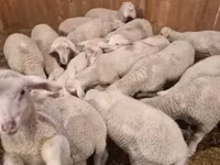 Kambing jantan, Merinoland sheep — foto 1