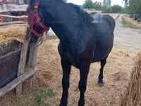 Kobila, Percheron — fotografija 2