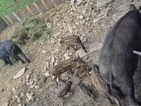 母猪, Pigs — 照片 4