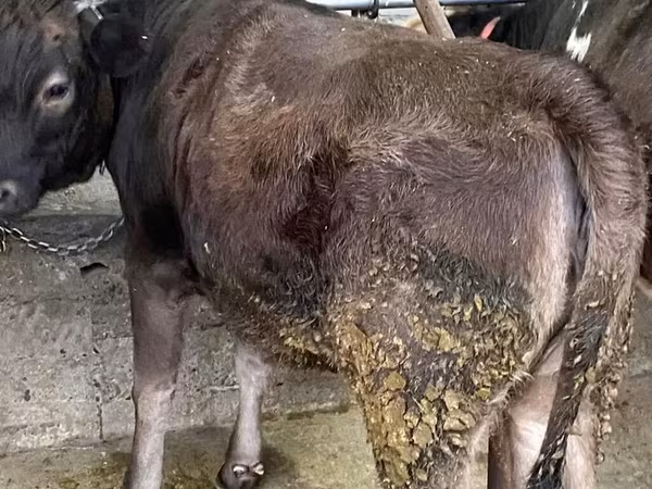 गाय, Swiss cattle