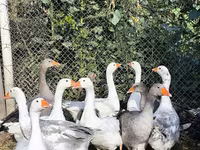 Geese — फ़ोटो 3
