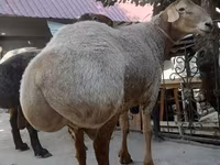 แกะตัวผู้, Edilbay sheep — รูปภาพ 4