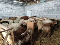 Pecora, Pecore — foto 5