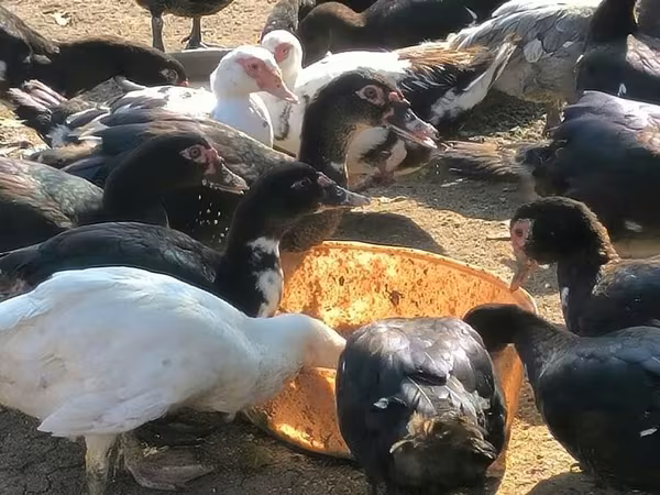 Ducks