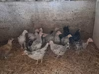 Bantam Nhật Bản — ảnh 4
