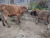 ძროხა, მსხვილფეხა რქოსანი — ფოტო 1