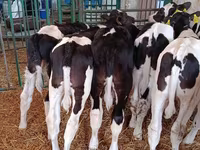 Toro, Razza Holstein — foto 1