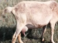 Koza, Alpine goat — fotografija 3