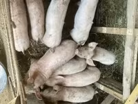 Świnie (partia, płeć nieokreślona), Świnie — zdjęcie 3