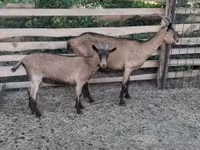 بز (گروه، جنسیت مشخص نشده), Alpine goat — عکس 5