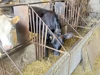 วัวตัวเมีย, Swiss cattle — รูปภาพ 4