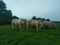 Ng'ombe dume, Charolais cattle — picha 1