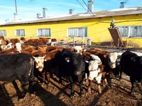 Toro, Ganado vacuno — foto 6