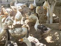 Geese — ảnh 1