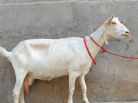 Koza, Saanen goat — fotografija 3