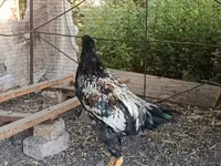 Shamo tavukları — foto 1