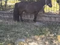 Hingst, Australian Pony — foto 3