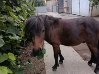 Kůň, Shetland Pony — foto 6