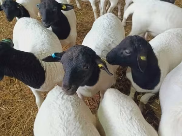 Sheep, Dorper sheep — Russia
