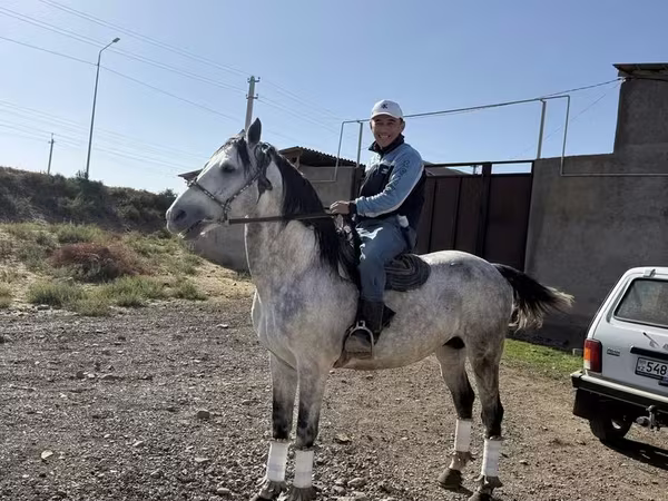 Cavallo, Cavalli