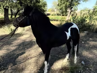 Konji (partija, pol nije naveden), American shetland pony — fotografija 2