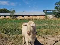 Koza, Saanen goat — foto 6