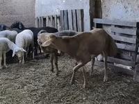 Berbec, Arashan sheep — foto 7