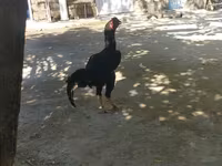 Chickens — عکس 1
