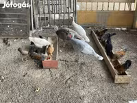 Turkeys — foto 5