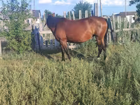 Stute, Pferde — Foto 4