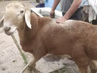Montone, Arashan sheep — foto 3