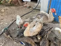 Ducks — الصورة 1