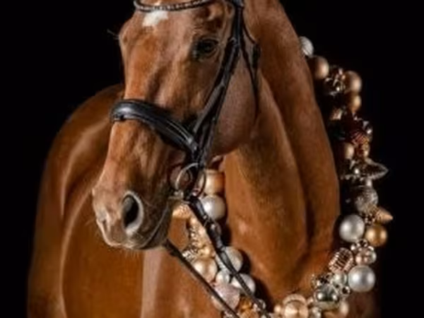 Асп, Thoroughbred horse