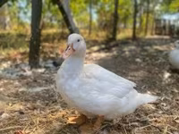 Ducks — fotografija 3