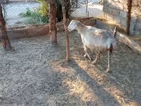 بھیڑ, بھیڑیں — تصویر 1