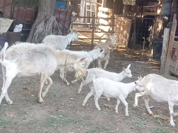 بز ماده, Dutch Landrace goats