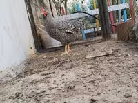 Chickens — புகைப்படம் 1